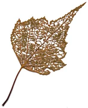 Decomposing Birch Tree Leaf - White Background Stock Photos