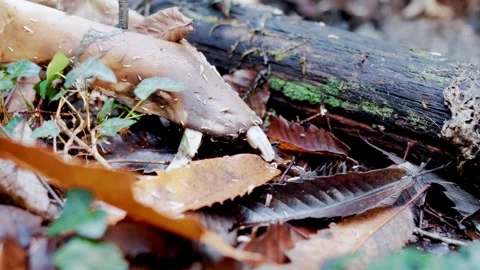Decomposing Boar Remains and Forest Floor Texture Stock Footage 327428559