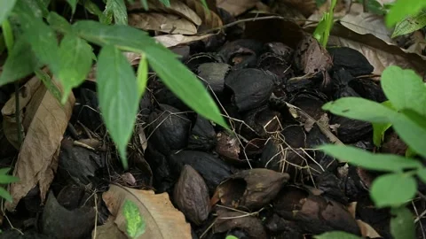 Decomposing cacao pods on the forest floor, close-up shot, Bahia, Brazil Stock Footage 317575064