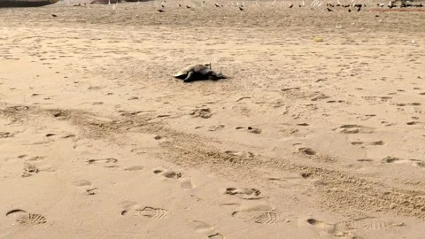 Decomposing carcass of turtle in Bay of Bengal - HD(4k video) Video stock 231554035