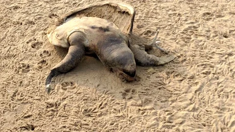 Decomposing carcass of turtle in Bay of Bengal - HD(4k video) Video stock 231554040