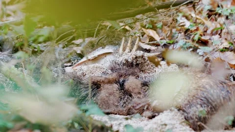 Decomposing Carcass With Visible Ribs Through Foliage Stock Footage 327767133