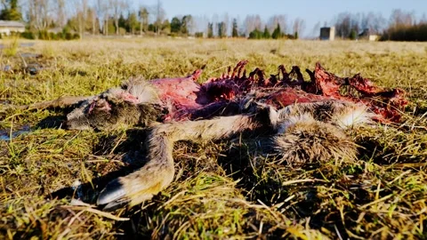 Decomposing Deer Carcass in Spring Field Under Harsh Morning Sunlight Stock Footage 312866571