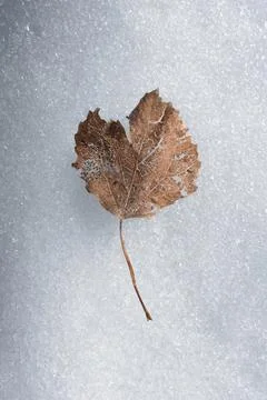 Decomposing dry leaf on snow surface. Close up minimal winter background sh.. Stock-Fotos