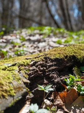 Decomposing fallen tree log covered in green moss with tiny sporophytes Stock Photos