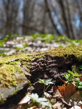Decomposing fallen tree log covered in green moss with tiny sporophytes Stock Photos