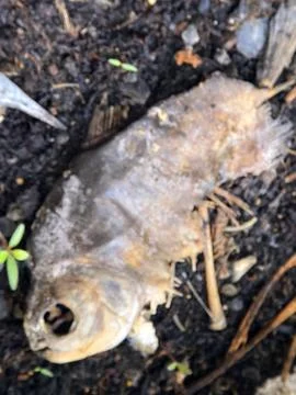 Decomposing Fish Carcass Lying on Dark Earth Soil Stock Photos