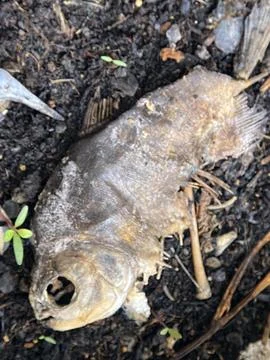 Decomposing Fish Carcass Lying on Dark Fertile Soil Stock Photos