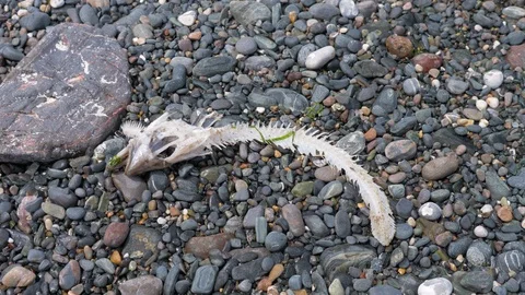A decomposing fish skeleton on a stoney beach in Cadgwith, Cornwall Stock Footage 100449005