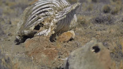 Decomposing Guanaco corpse on dry harsh Patagonian steppe Stock Footage 255685844
