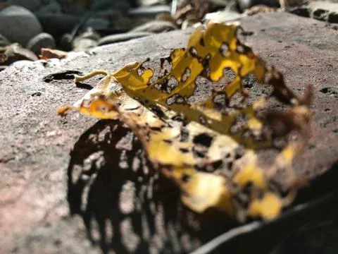 Decomposing leaf on rock / grass background Stock Photos