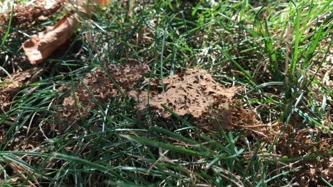 Decomposing leaf on rock / grass background Stock Photos