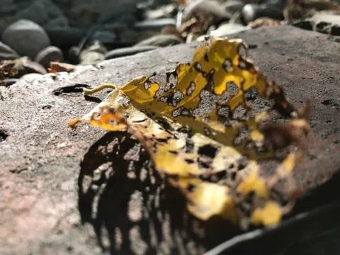 Decomposing leaf on rock / grass background Stock Photos