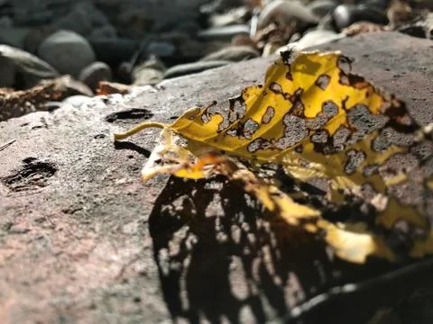 Decomposing leaf on rock / grass background Stock Photos