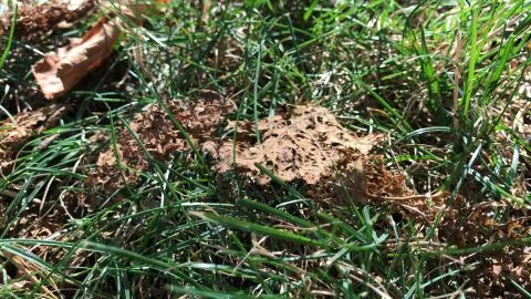 Decomposing leaf on rock / grass background Stock Photos