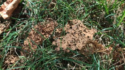 Decomposing leaf on rock / grass background Stock Photos