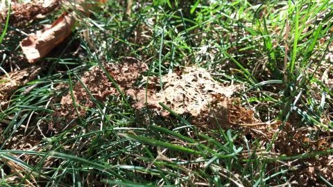 Decomposing leaf on rock / grass background Stock Photos