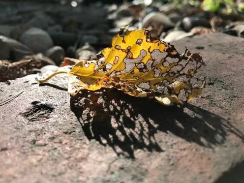 Decomposing leaf on rock / grass background Stock Photos