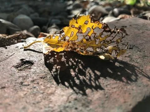 Decomposing leaf on rock / grass background Stock Photos