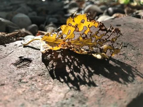 Decomposing leaf on rock / grass background Stock Photos