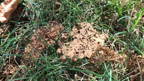 Decomposing leaf on rock / grass background Stock Photos