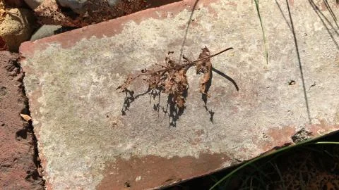 Decomposing leaf on rock / grass background Stock Photos