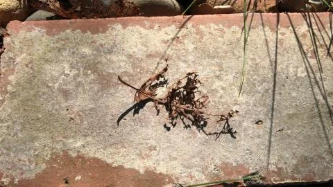 Decomposing leaf on rock / grass background Stock Photos