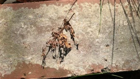 Decomposing leaf on rock / grass background Stock Photos