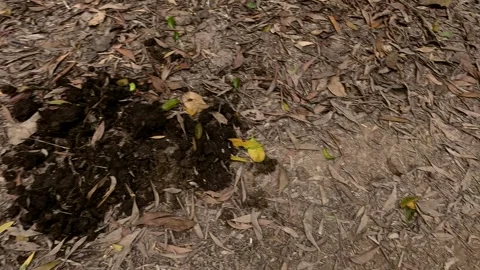 Decomposing Leaves and Manure in Forest Floor Stock Footage 311560785