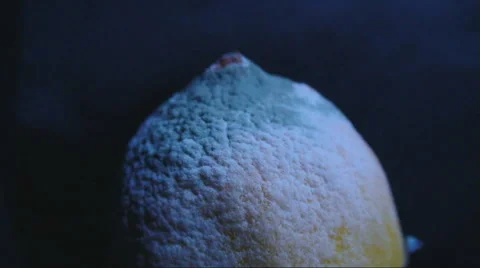 Decomposing Lemon Time-lapse shot Video stock 64628594