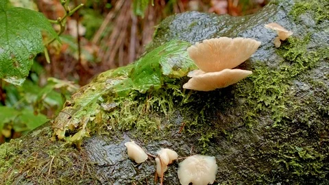 Decomposing log conch Columbia River Gorge Oregon Fall Fungi 90 Stock Footage 82002011
