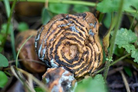 Decomposing mushroom, close-up Stock Photos