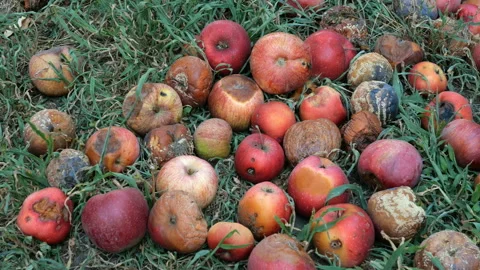 Decomposing red apples lies on ground. Stock Footage 114961389