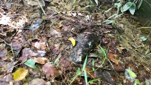 Decomposing rodent carcass on forest floor - nature decay cycle Stock Footage 340426900