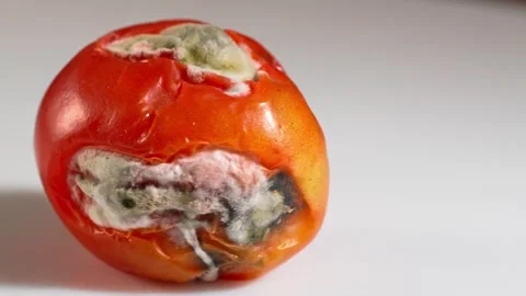 A Decomposing Tomato: Natures Cycle of Decay in Vivid Detail Stock Footage 288361469