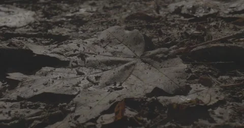 Decomposing tree leaf on the ground, 4k, VLOG, 24fps Stock Footage 277227194