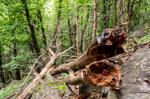 Decomposing tree trunk and broken branches are laying on rocks and forest f.. Stock Photos