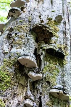 Decomposing tree trunk in dense forest, covered with various species of bra.. Stock Photos
