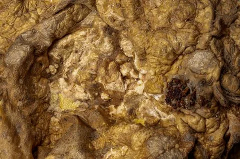 Decomposing vegetable or fruit with mold and bacteria. Stock Photos