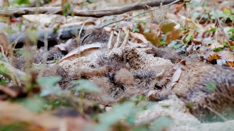Decomposing Wild Boar Carcass with Ribs and Maggots on Forest Floor Stock Footage 327428402