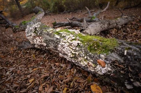 Decomposition in the Autumn Forest Stock Photos