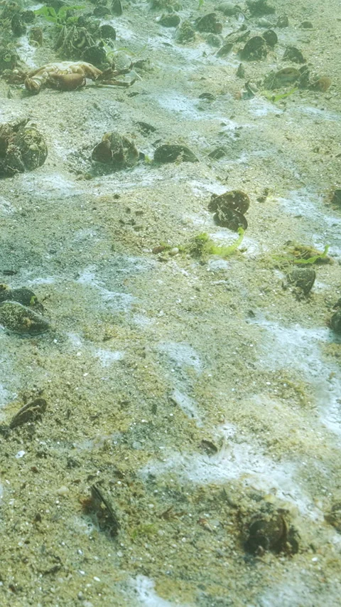 Decomposition of bacteria, microalgae and other benthic microorganisms creating Stock Footage 338022496