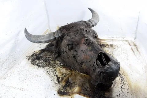 Decomposition of Buffalo's head Foto stock