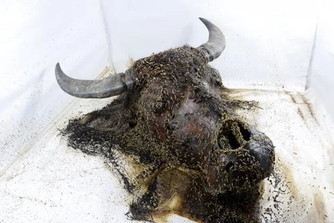 Decomposition of Buffalo's head Foto stock