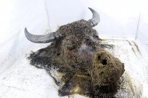 Decomposition of Buffalo's head Foto stock