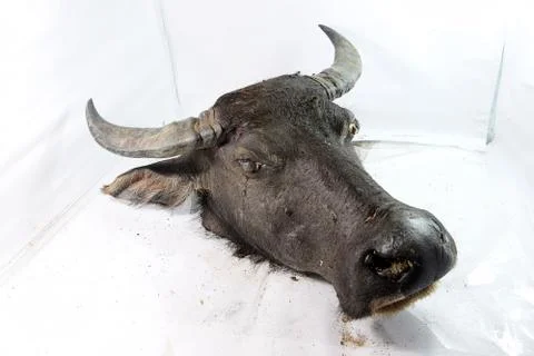 Decomposition of Buffalo's head Foto stock