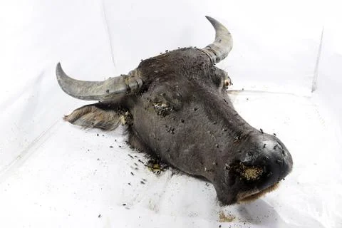 Decomposition of Buffalo's head Foto stock
