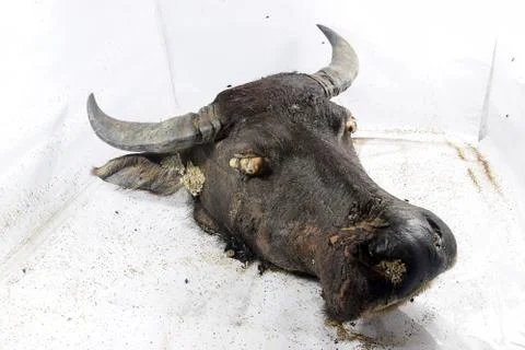 Decomposition of Buffalo's head Foto stock