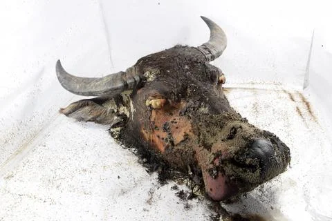 Decomposition of Buffalo's head Foto stock