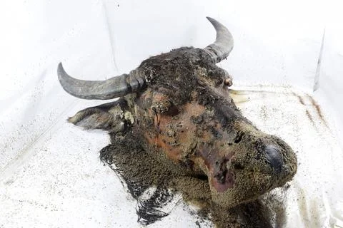 Decomposition of Buffalo's head Foto stock